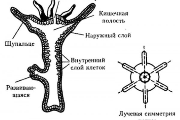 Ссылка на кракен в тор